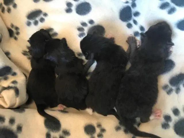 RSPCA kittens