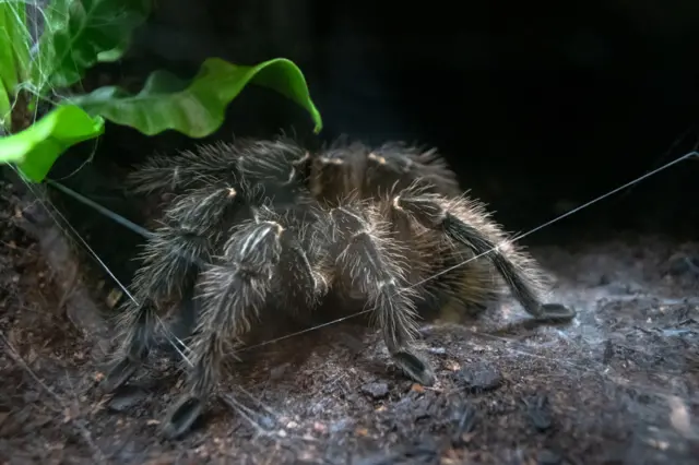 A Goliath Birdeater tarantula