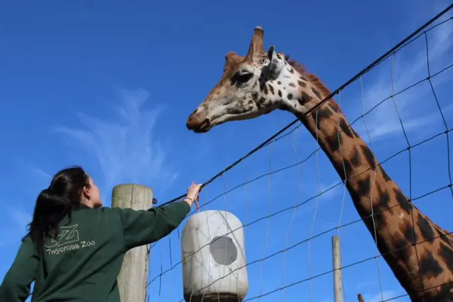 Staff member feeding a giraffe