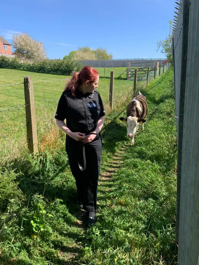 Police officer with cow