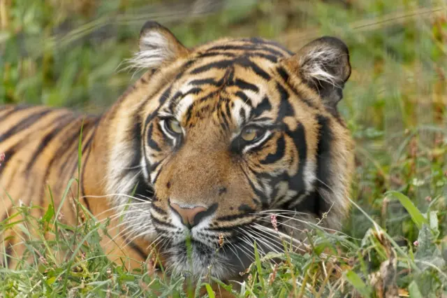 Sumatran tiger at Twycross Zoo