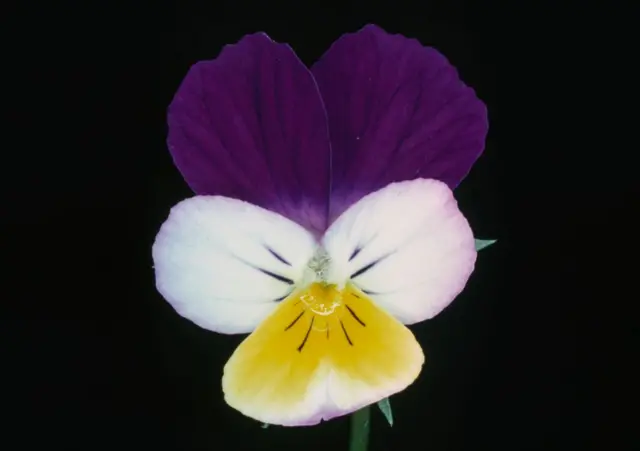 Viola