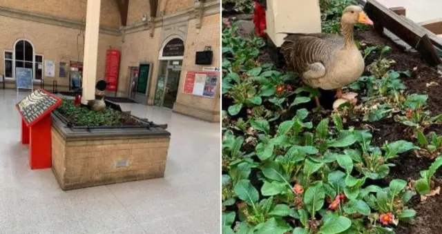 Goose on egg at York railway station