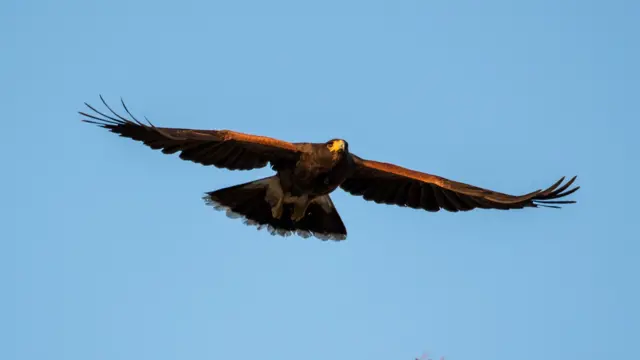 Harris's Hawk