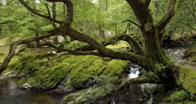 Tollymore Forest Park