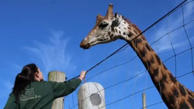 Giraffe and keeper at Twycross Zoo