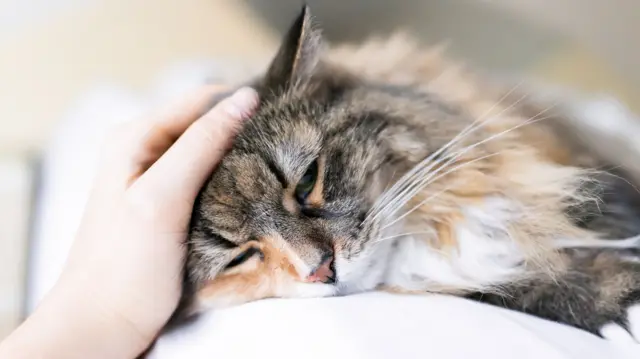 Maine Coon cat