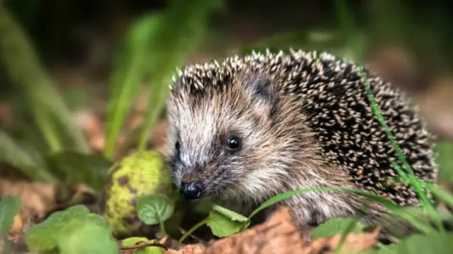 Hedgehog in the grass