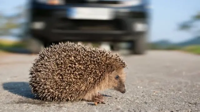 Hedgehog on the road