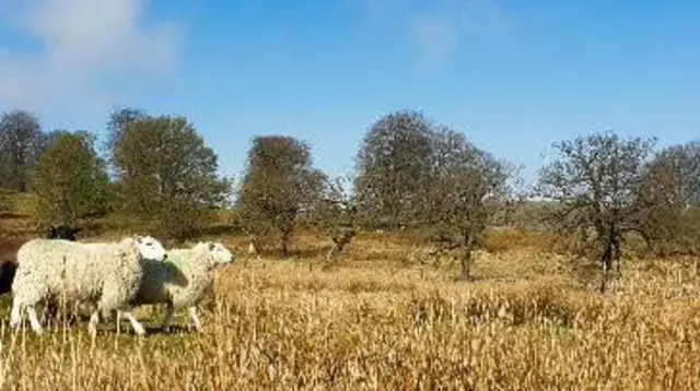 Clee Hill sheep