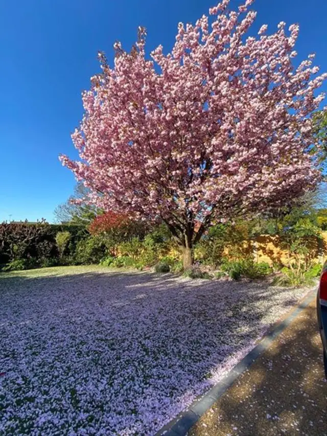 Cherry blossom tribute