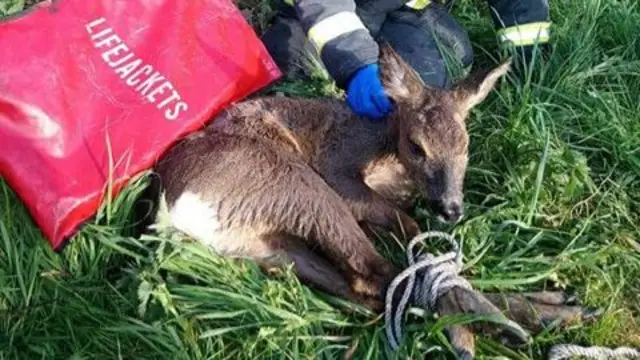 A rescued deer