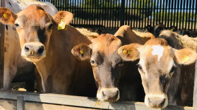 Dairy cows on Bumblebee Farm