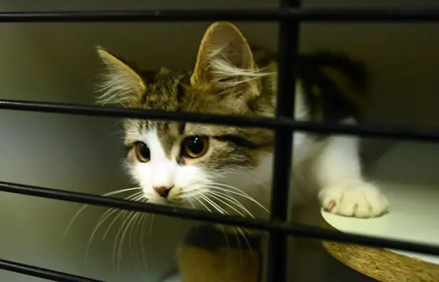 A cat waiting to be adopted looks out of its cage at the Royal Society for the Prevention of Cruelty to Animals (