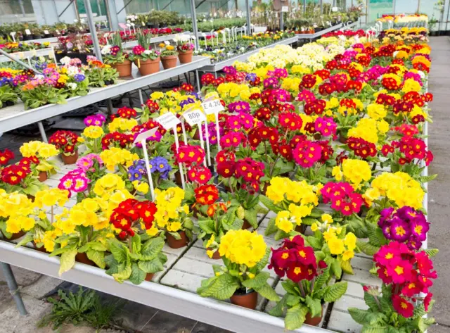 plants at a garden centre