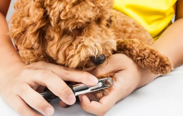 Dog having nails clipped