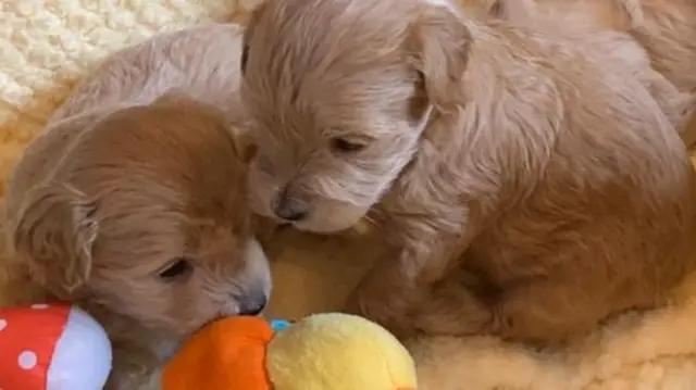 Two puppies