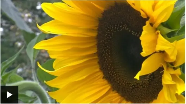 A sunflower