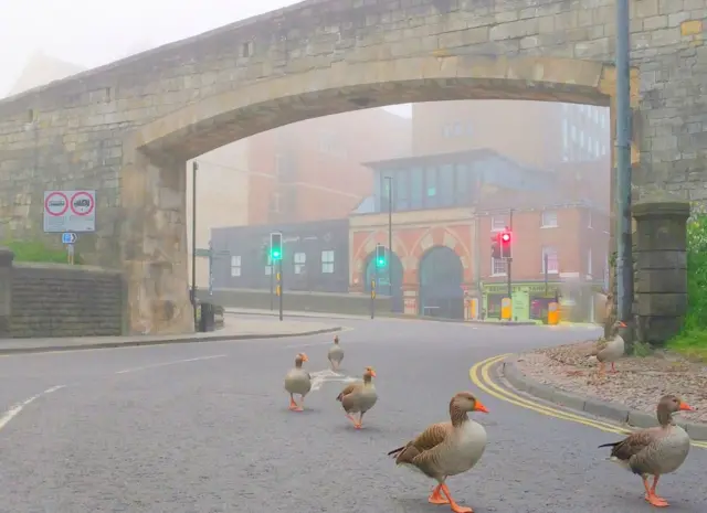 geese at Lendal