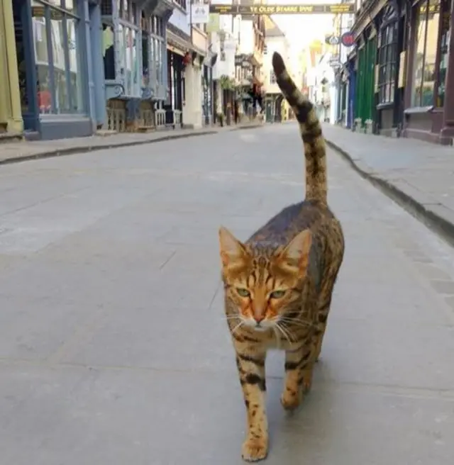 Stonegate York with lone cat