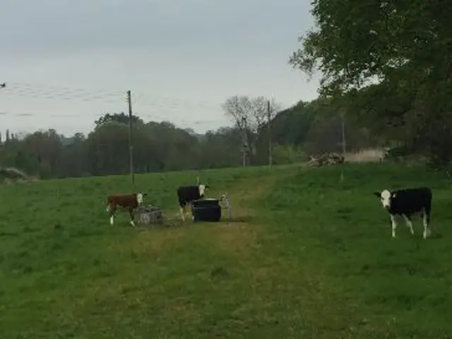 Cows