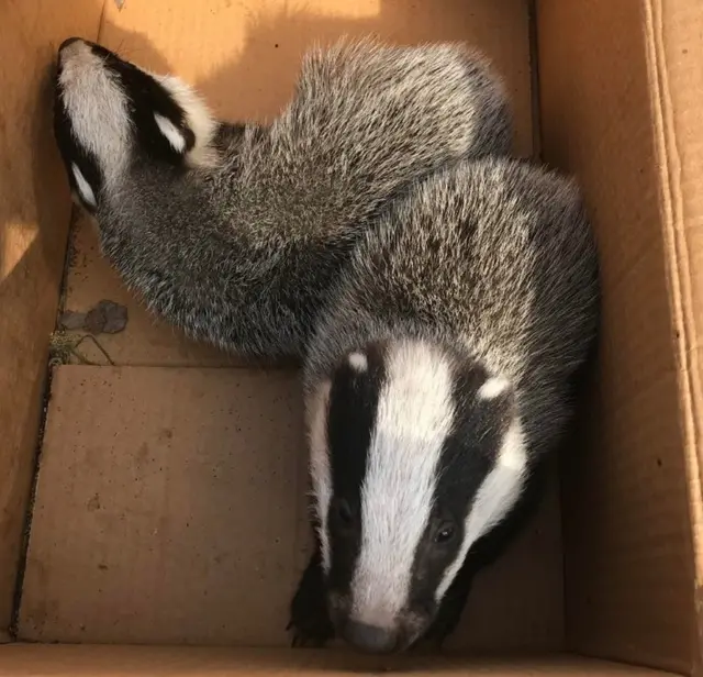 Badger cubs rescued in Derbyshire by RSPCA