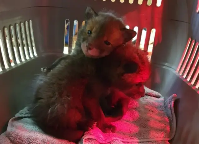 Fox cubs rescued in Derbyshire by RSPCA