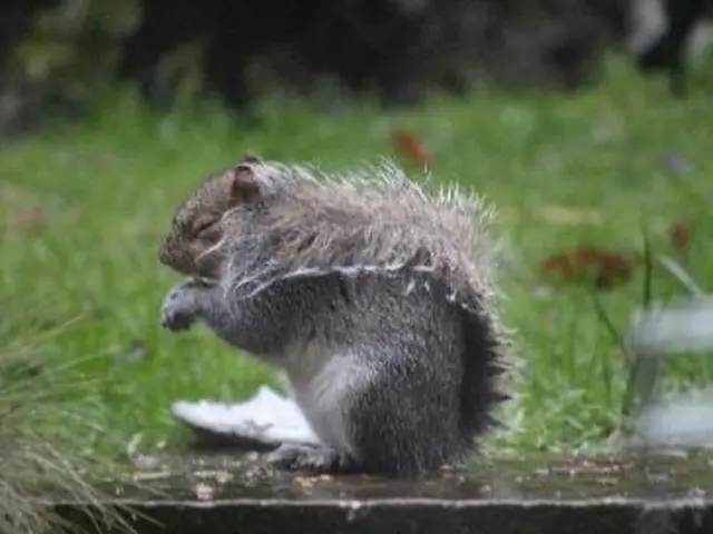 Squirrel in rain