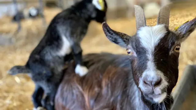 Goats at White Post Farm