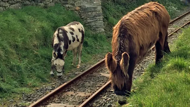 Hamish and Maude doing the donkey work at Talyllyn Railway during the line’s closure