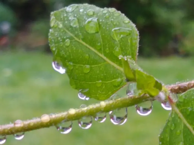 Wet leaves in Braunstone