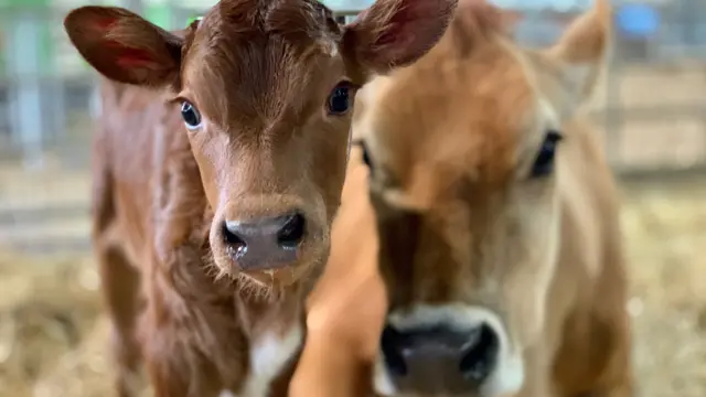 Cows at White Post Farm