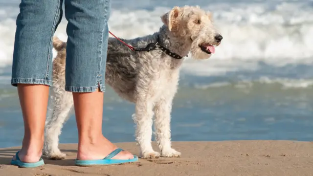 Dog walker on beach