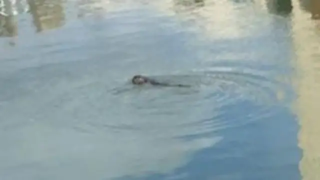 Otter close up