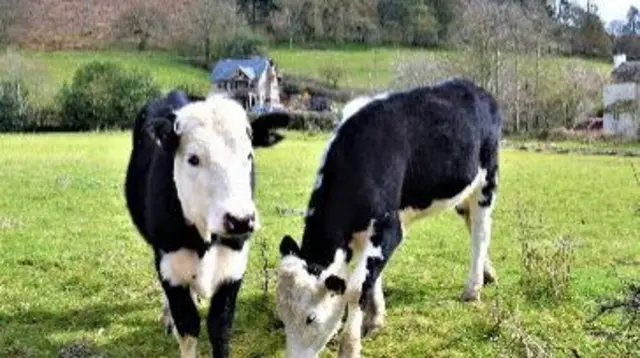 Cows in Hopesay