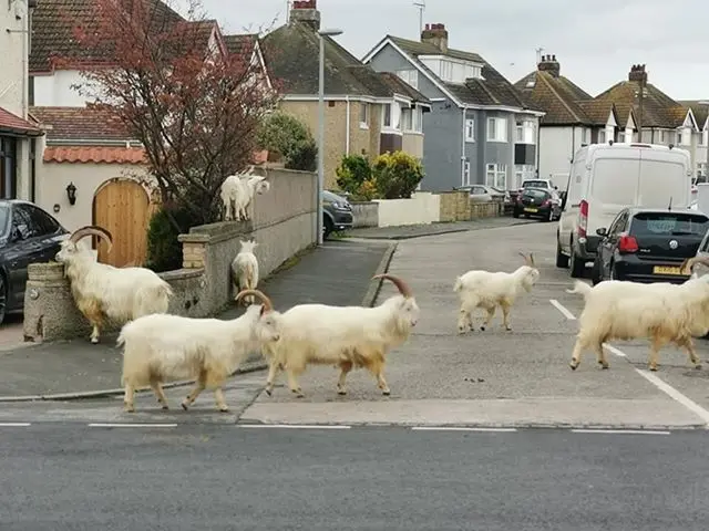 Goats wander around quiet residential street in Llandudno