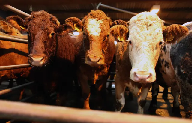 Beef cattle are sold at an auction in Ayr