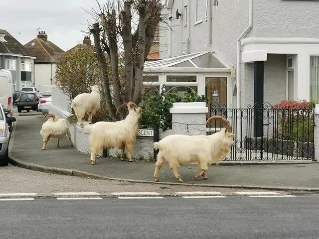 Goats in the street in Llandudno