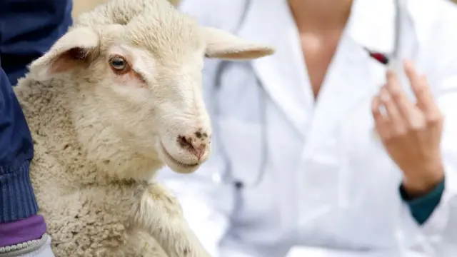A sheep having an injection - generic picture