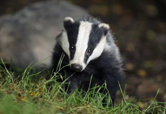 Badger