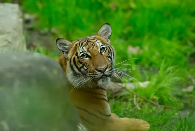 Malayan tiger at the Bronx Zoo