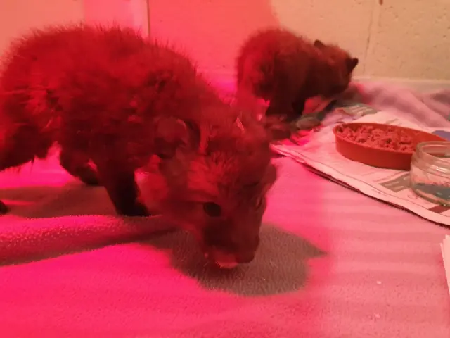 Fox cubs rescued from Derbyshire garden