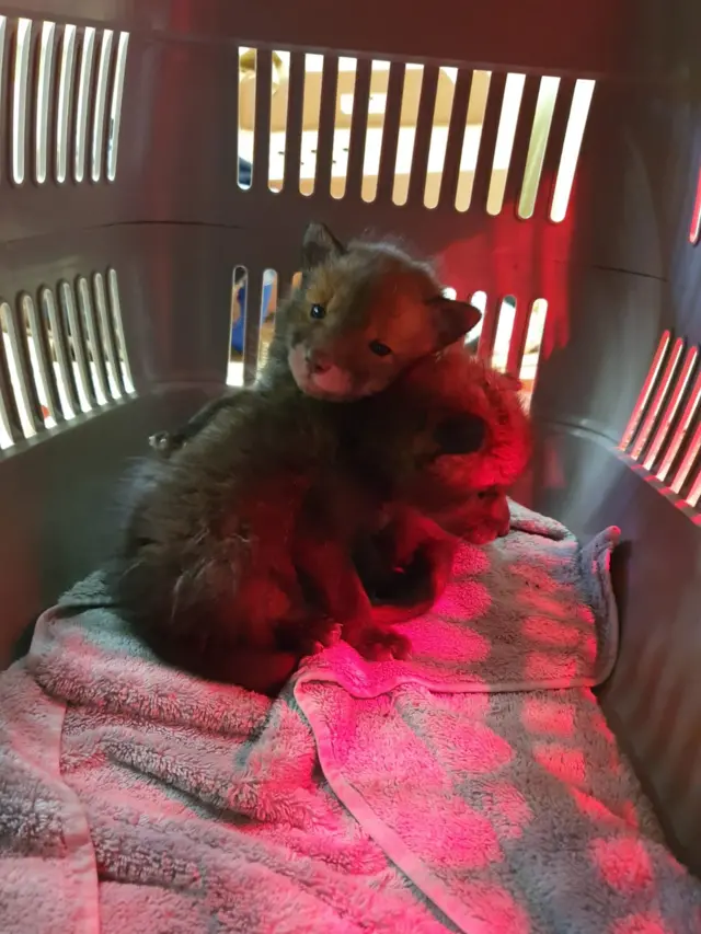 Fox cubs rescued from Derbyshire garden