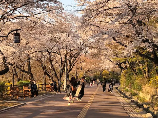 Cherry blossoms