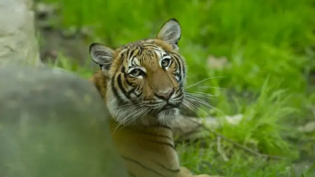 One of the Bronx Zoo's Malayan tigers