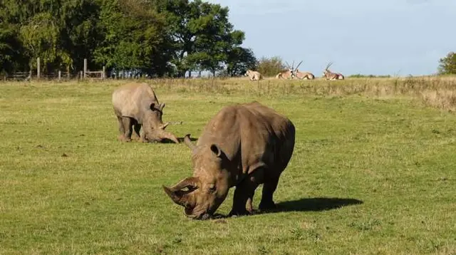 White rhinos