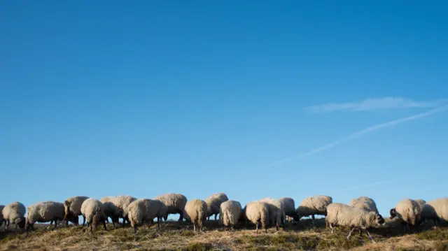 Grazing sheep