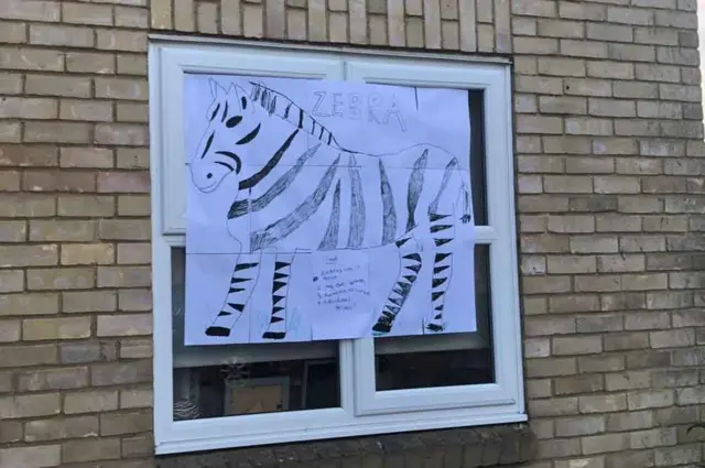 Zebra