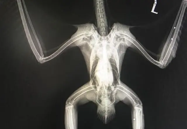 Buzzard x ray