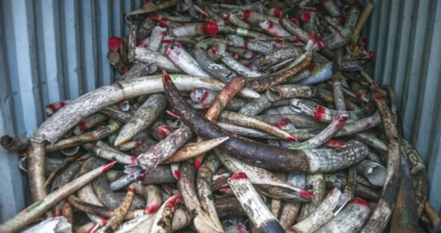 Seized ivory in Malaysia waiting to be destroyed